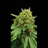 Superautomatic Feminised Seeds