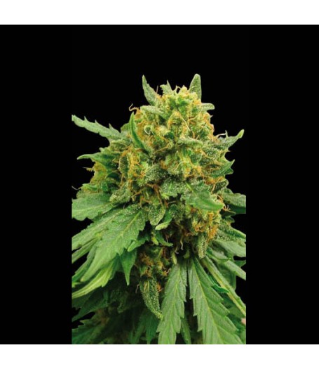 Superautomatic Feminised Seeds