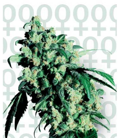 Super Skunk Feminised Seeds