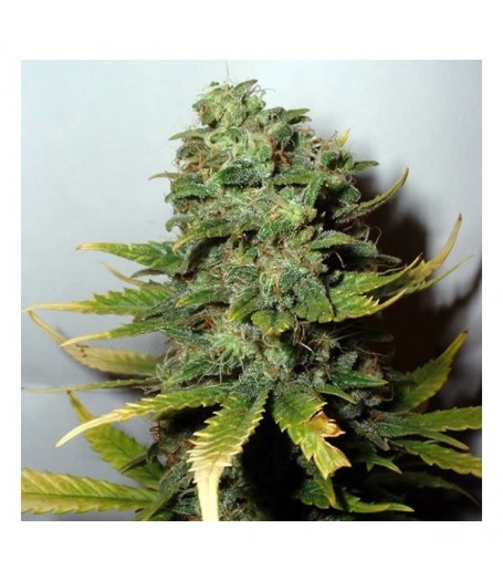Super Skunk Feminised Seeds - 5