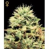 Super Bud Feminised Seeds