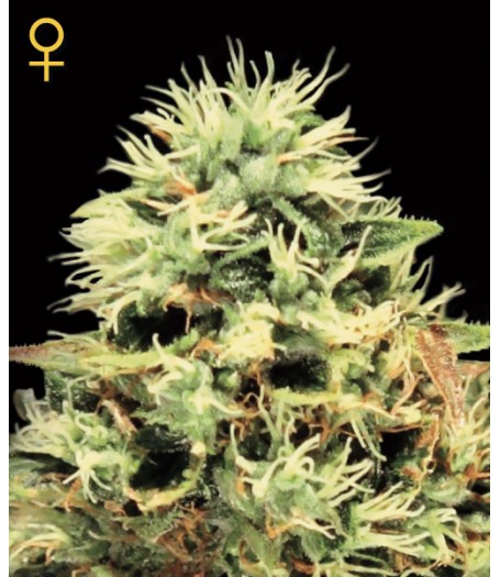 Super Bud Feminised Seeds