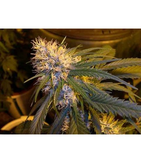 Super Cannalope Regular Seeds
