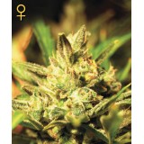 Super Critical Auto-flowering Feminised Seeds