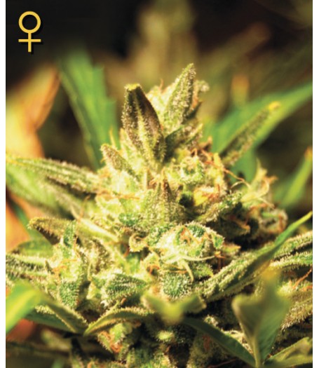 Super Critical Auto-flowering Feminised Seeds