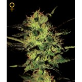 Super Critical Feminised Seeds