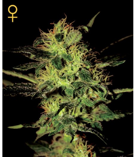 Super Critical Feminised Seeds