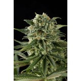 Super Critical Haze Feminised Seeds