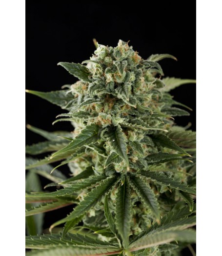 Super Critical Haze Feminised Seeds