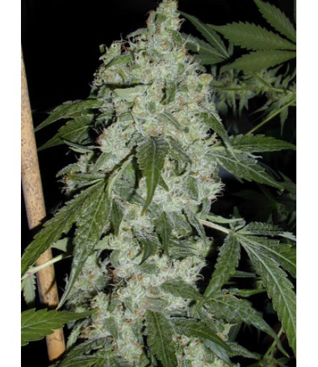 Super Glue Regular Seeds