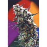Super Haze Feminised Seeds