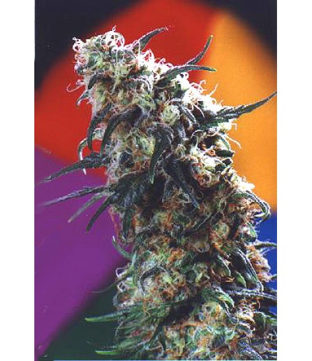 Super Haze Feminised Seeds
