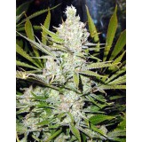Super Silver Haze Regular Seeds
