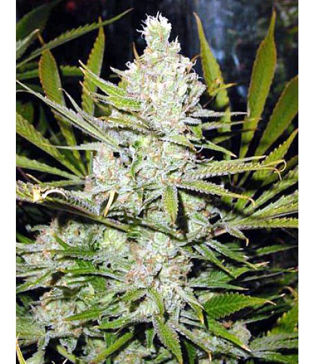 Super Silver Haze Regular Seeds