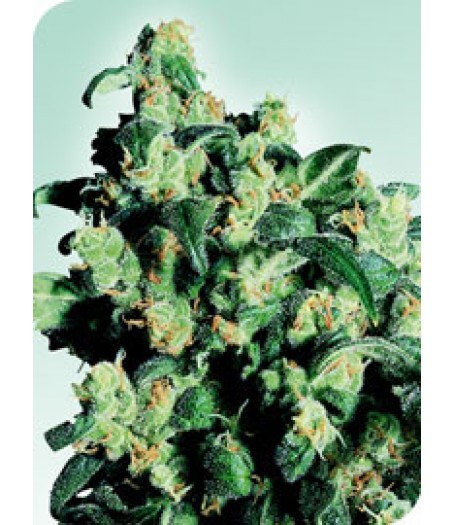 Super Skunk Regular Seeds