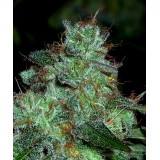 Swazi Gold Regular Seeds