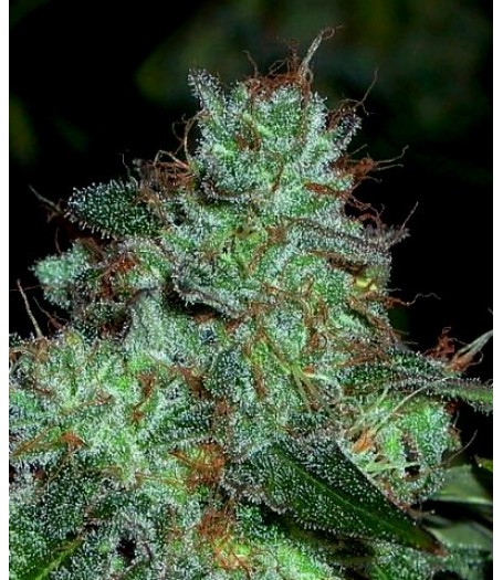 Swazi Gold Regular Seeds