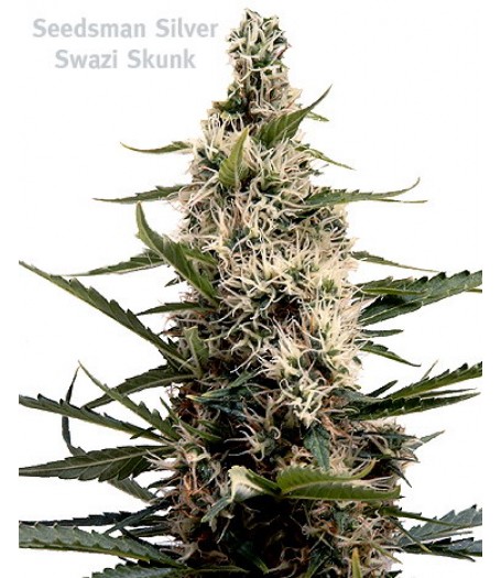 Swazi Skunk Regular Seeds