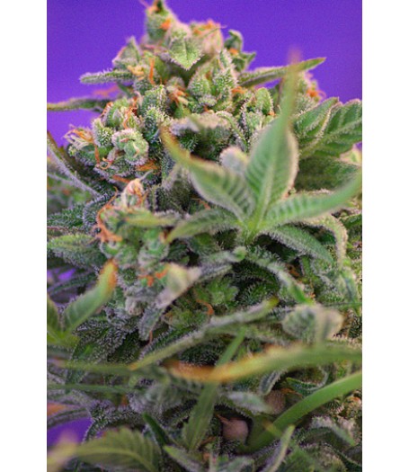 Sweet Cheese Feminised Seeds
