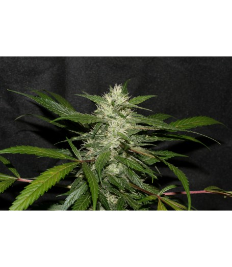Sweet Chunk BX1 Regular Seeds