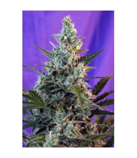Sweet Skunk Auto Feminised Seeds