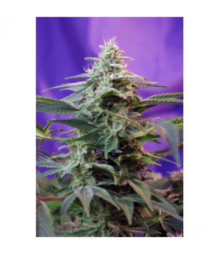 Sweet Special Auto Feminised Seeds