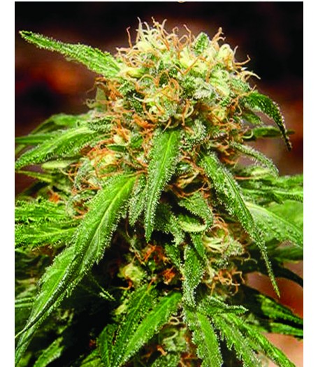 Sweet Tai Feminised Seeds