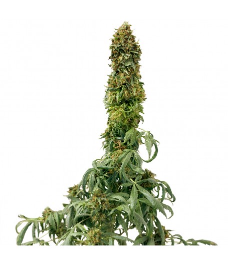 Sweet Tooth Auto Feminised Seeds