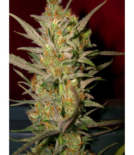 Sweet Haze Regular Seeds