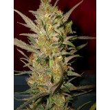 Sweet Haze Feminised Seeds