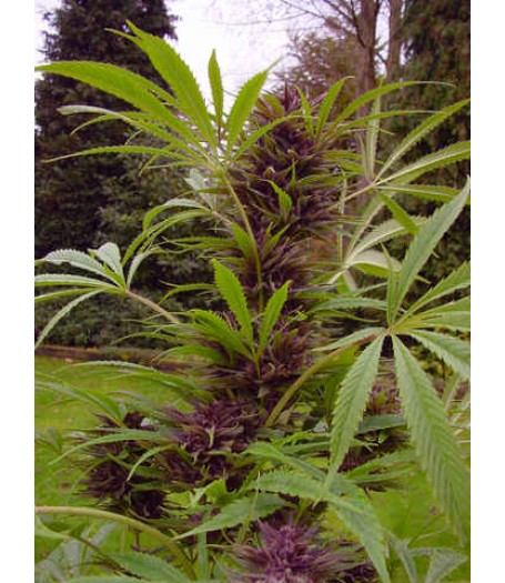 Sweet Purple Regular Seeds