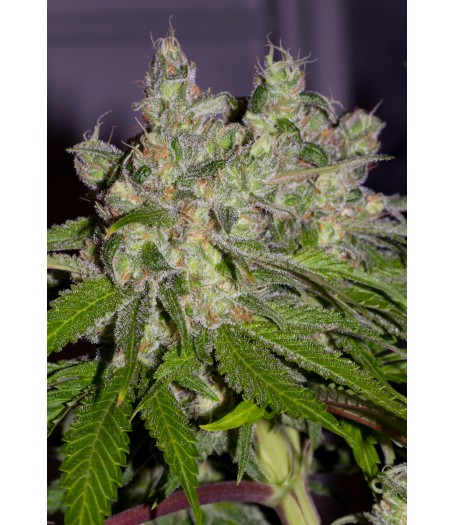 Sweet Tooth3 BX1 Regular Seeds