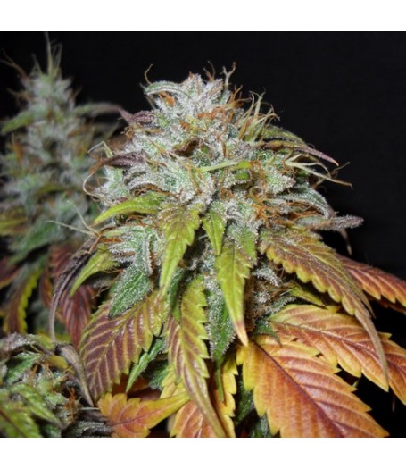 Swiss Cheese Feminised Seeds - 5