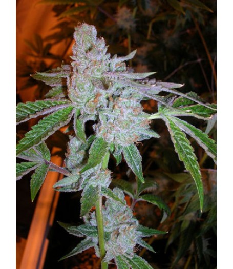 Tahoe OG Feminised Seeds - 6