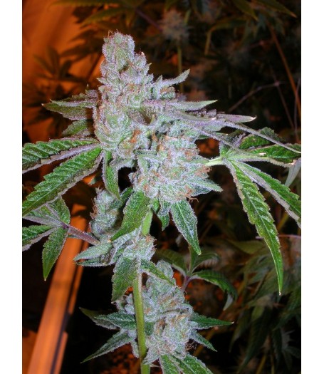 Tahoe OG Kush Regular Seeds