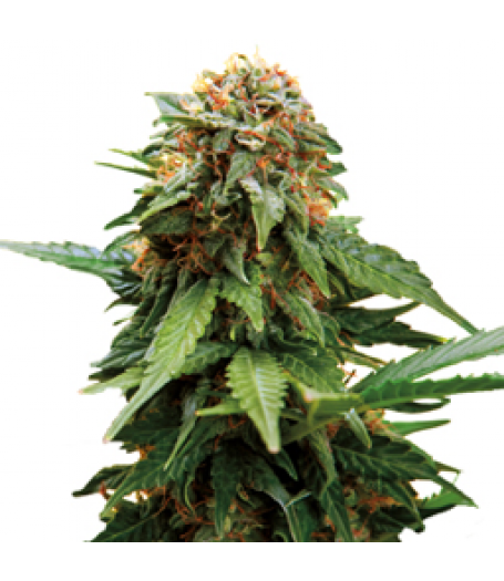 Tangerine Dream Feminised Seeds