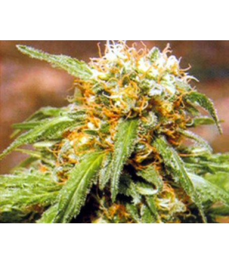 Thai Fantasy Feminised Seeds