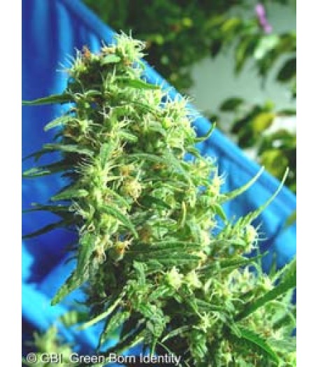 Thai Tanic Regular Seeds