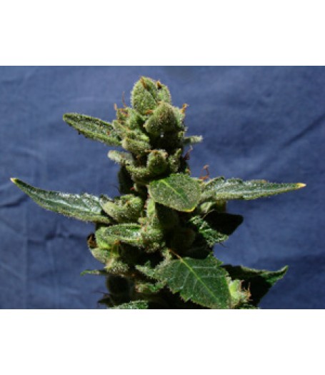 Thai Fantasy Automatic Feminised Seeds