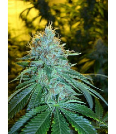 O.G #18 Feminised Seeds