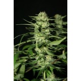 The Doors Regular Seeds