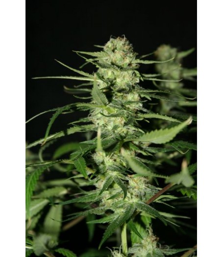 The Doors Regular Seeds