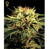 The Doctor Feminised Seeds 
