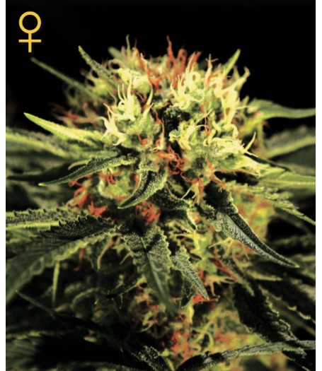 The Doctor Feminised Seeds 