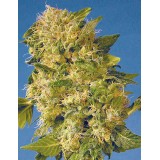 The Hog Regular Seeds