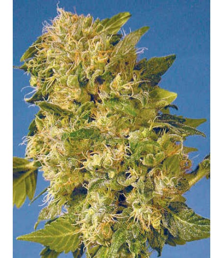 The Hog Regular Seeds