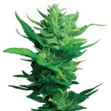 Think Different Auto-flowering Feminised Seeds