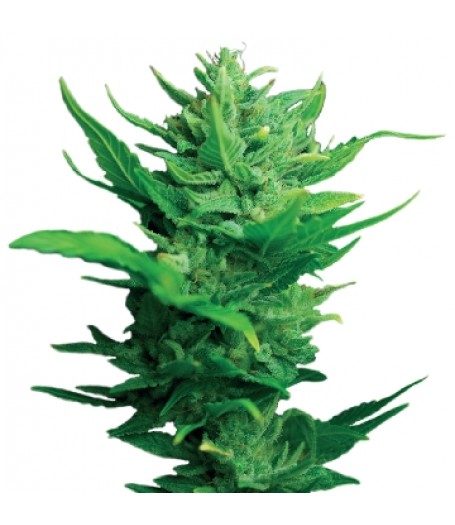 Think Different Auto-flowering Feminised Seeds