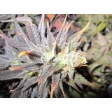 Thunder Bud Feminised Seeds