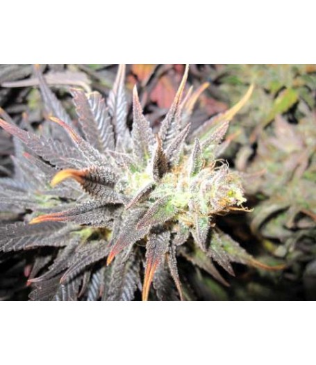 Thunder Bud Feminised Seeds
